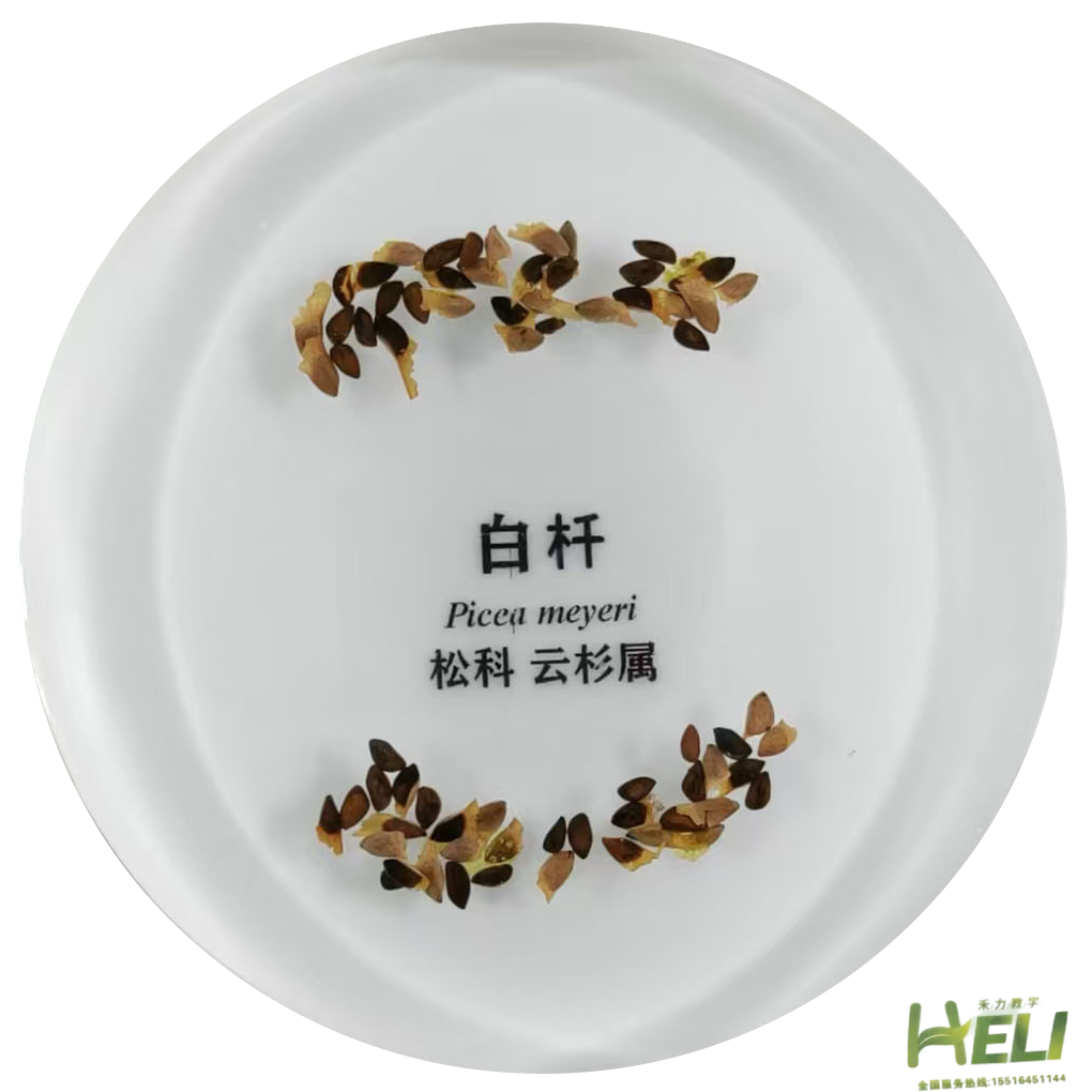 包埋標本  白杄